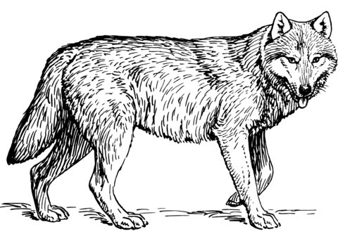 Realistic Wolf Coloring Page